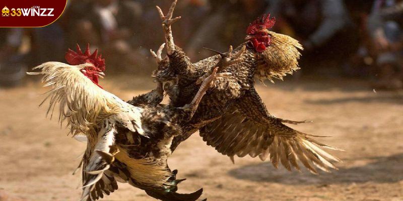 Đá Gà Cựa Sắt 33Win - Nơi Chọi Kê Đẳng Cấp Nhất Thị Trường