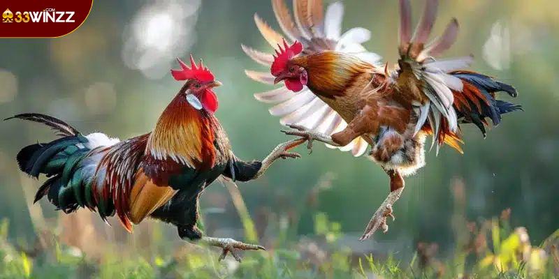 Đá Gà Thomo 33Win - Cơ Hội Thắng Lớn Với Trận Đấu Kịch Tính
